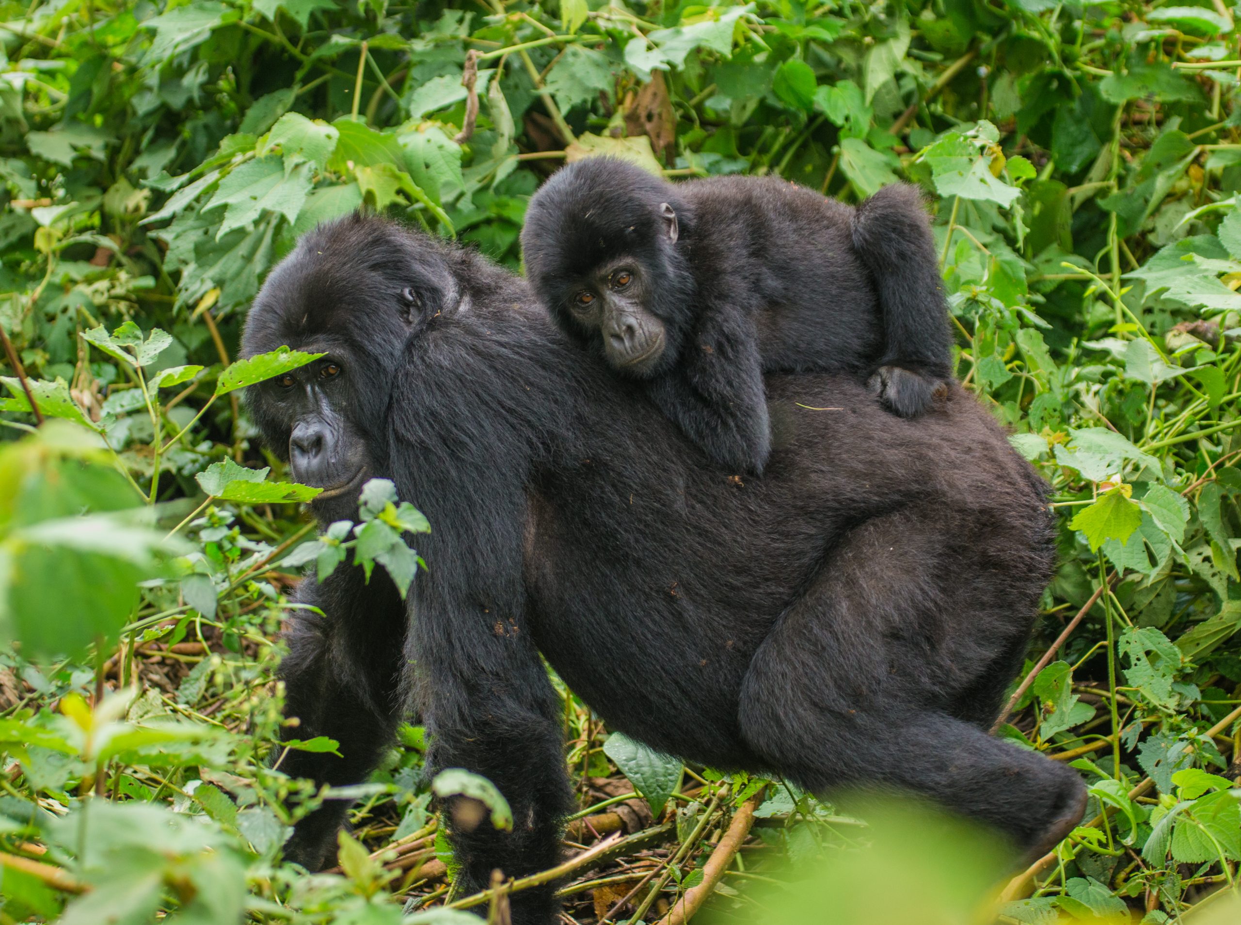 A female mountain gorilla with a a baby gorilla in Bwindi forest