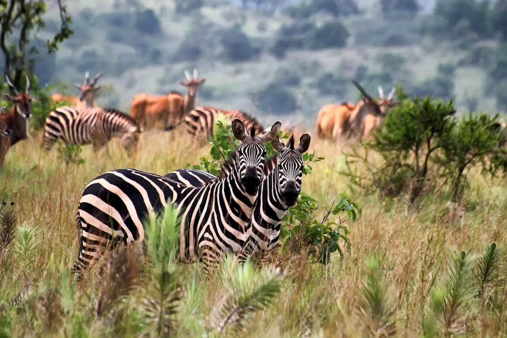 zebras and kobs