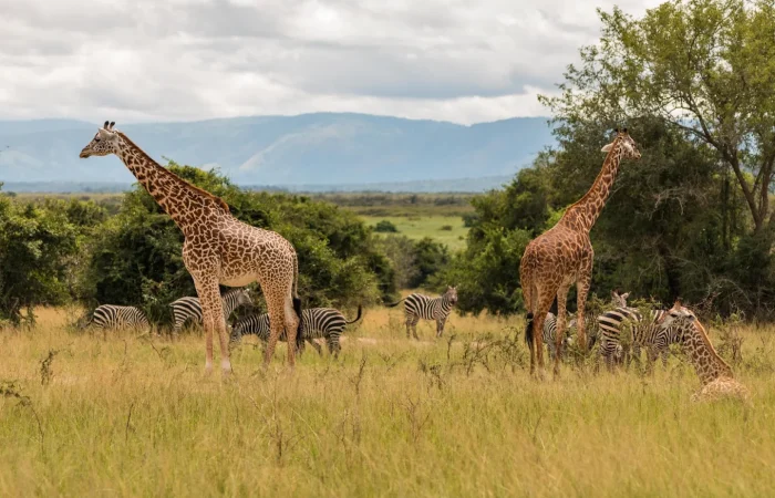 Akagera nationa park