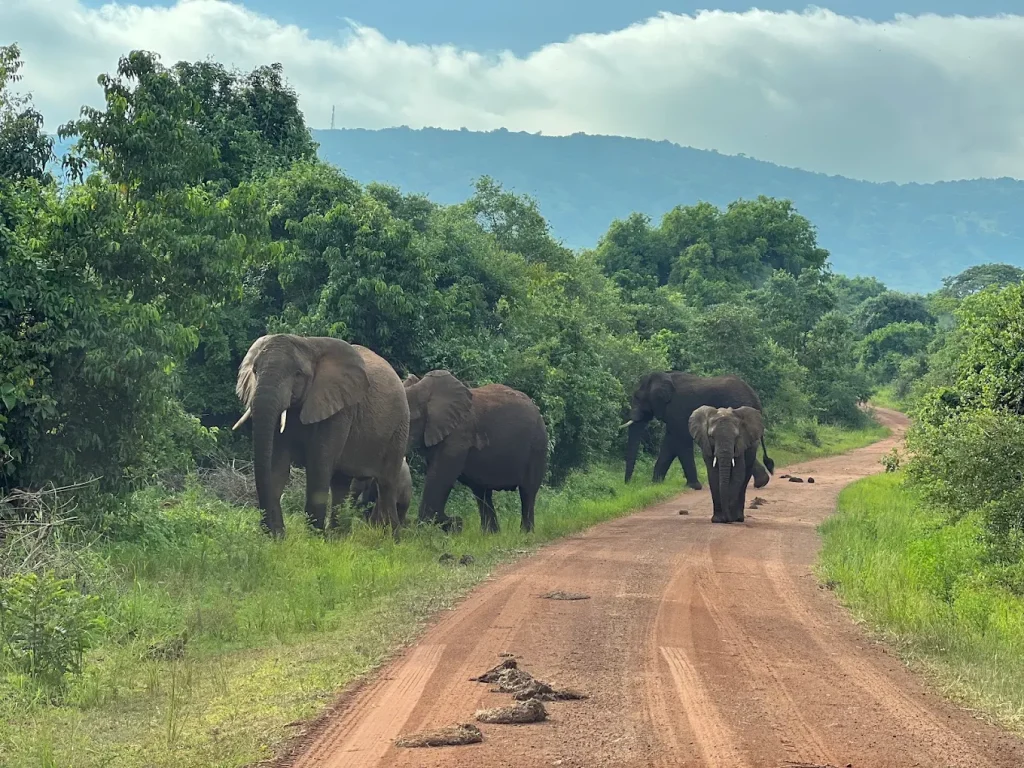 elephants