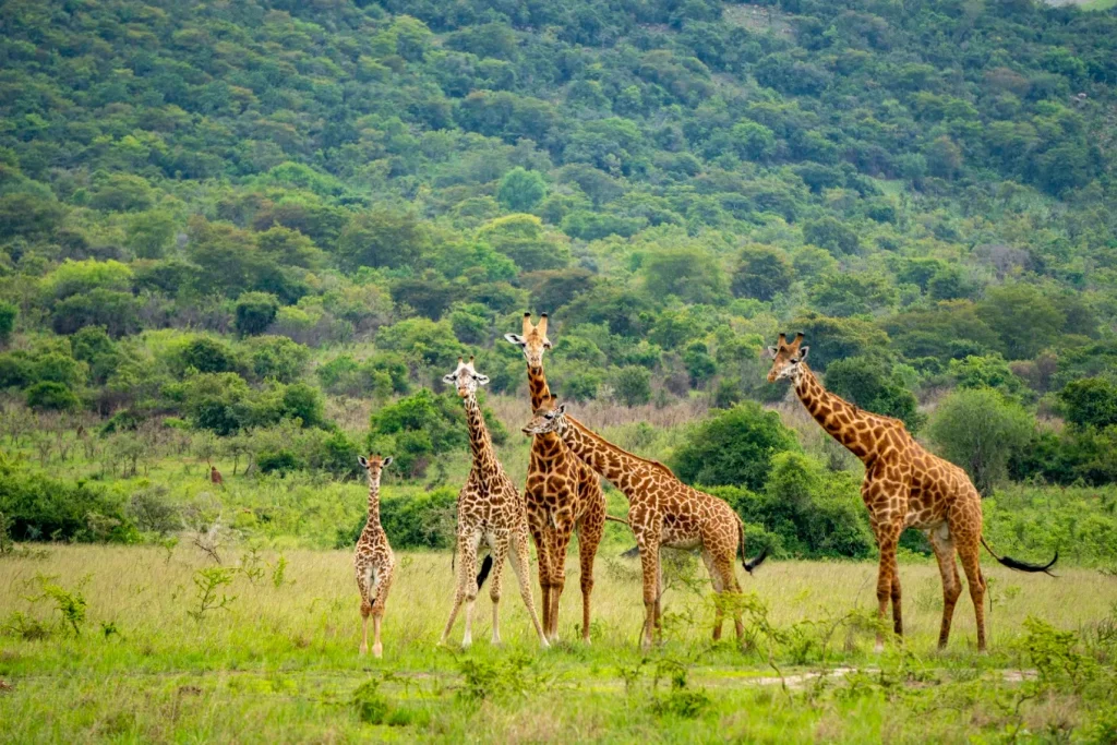 Giraffes