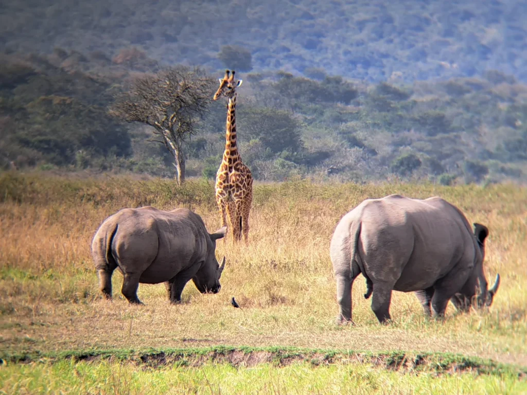 Rwanda wildlife