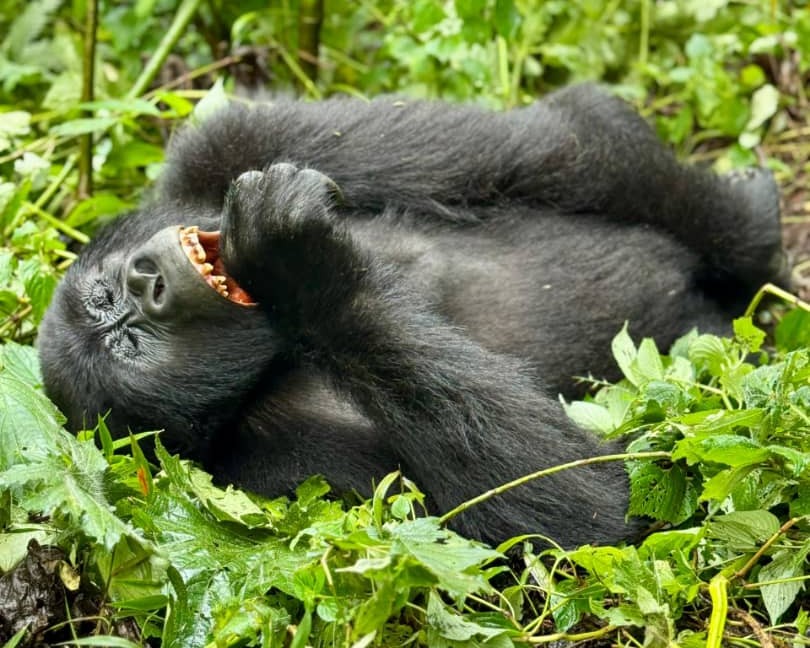 bwindi impenetrable