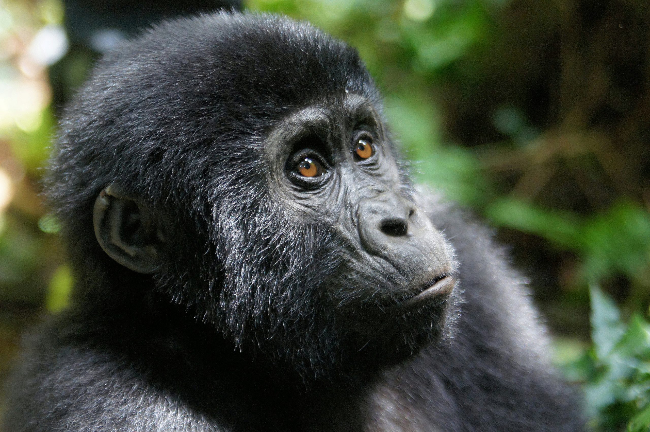 Baby gorilla in Bwindi impenetrable forest national park