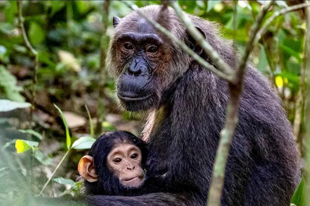 Chimps trekking