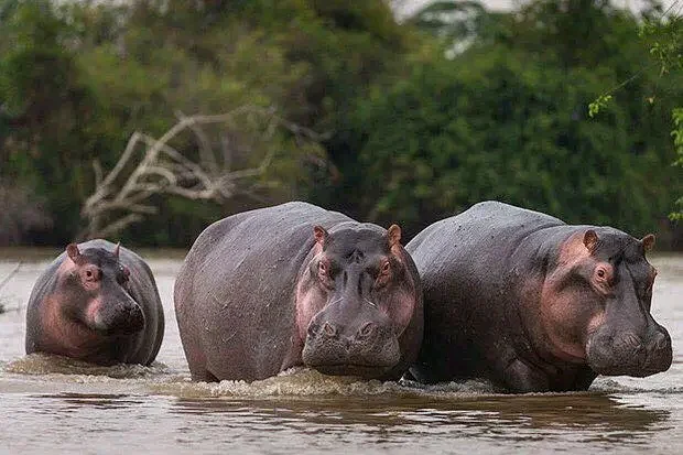 hippos