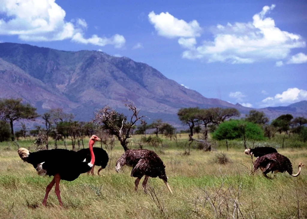 ostriches