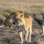 kidepo wildlife game