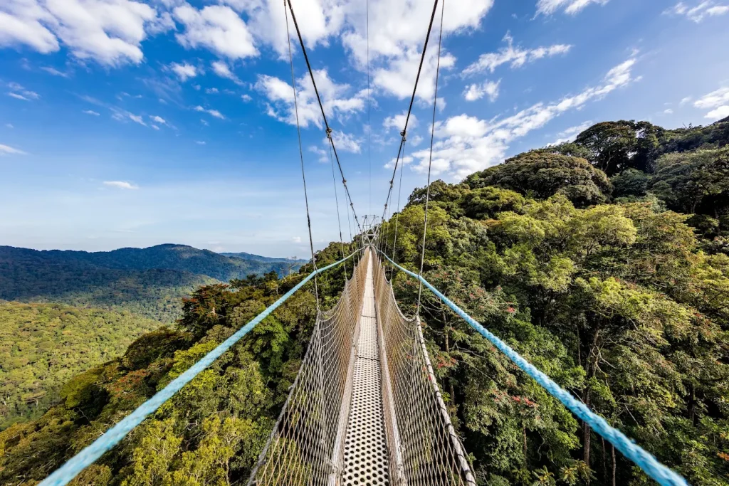 canopy walk