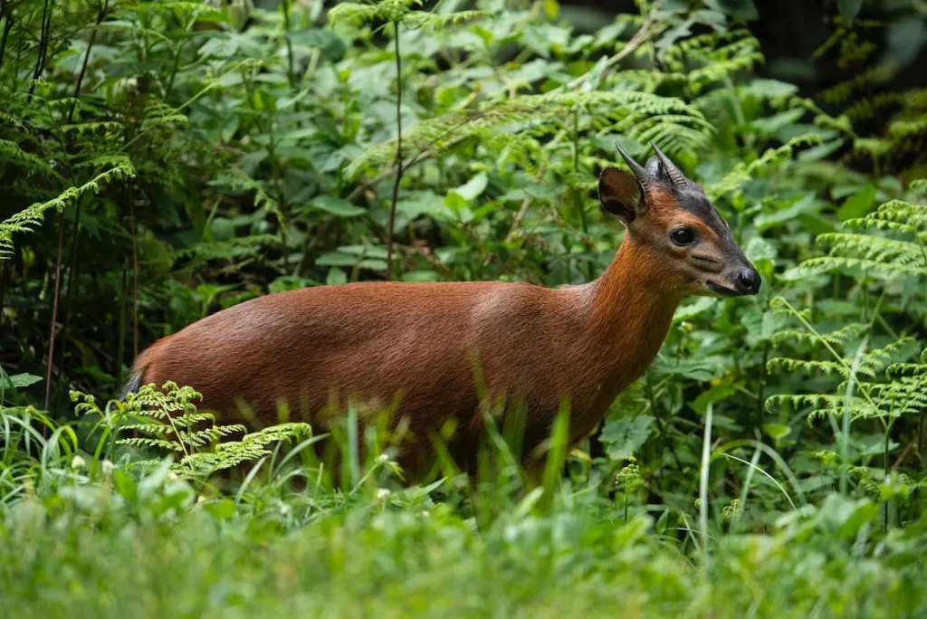 nyungwe national park
