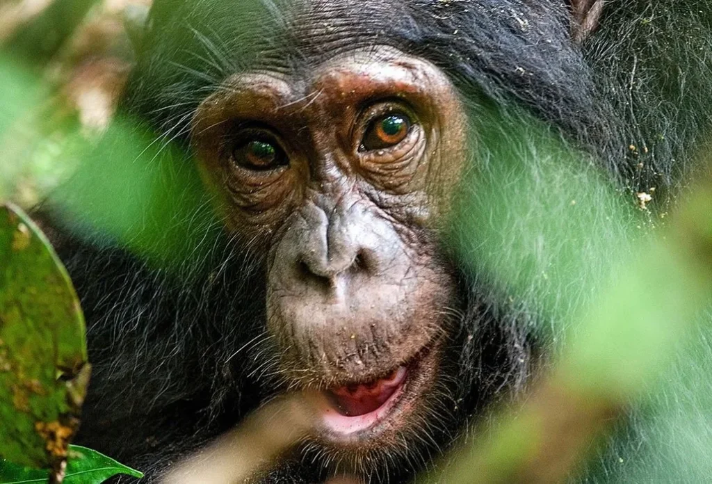 chimps tracking