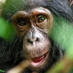 chimps tracking