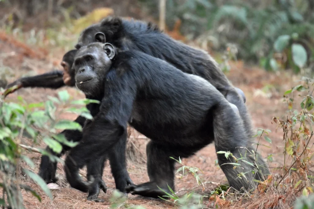 chimps trekking