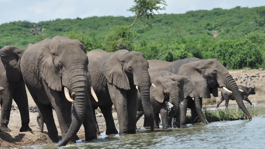 elephants
