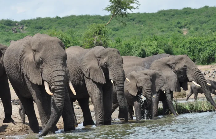 elephants
