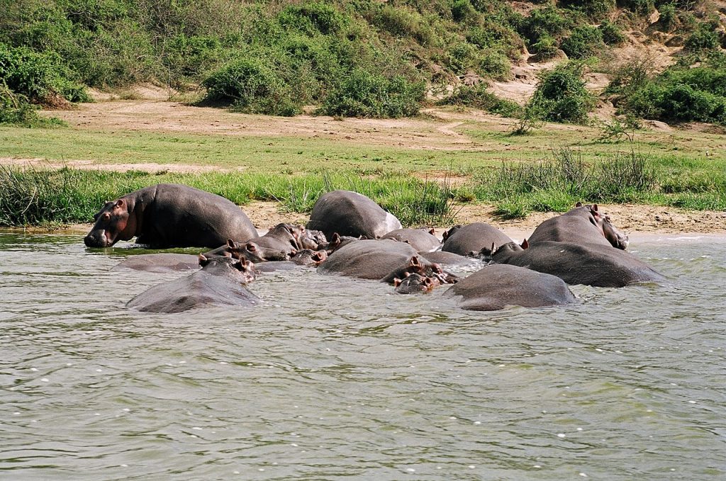 hippos