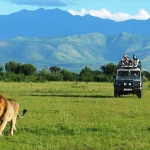 game drive