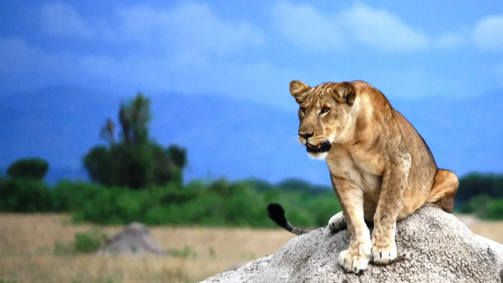 The king of the jungle