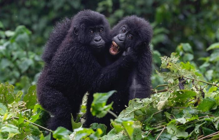 Gorilla trekking