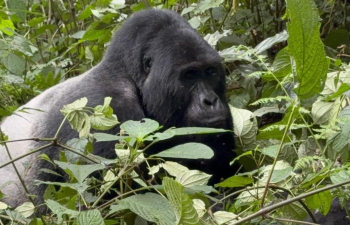 Gorilla Trekking