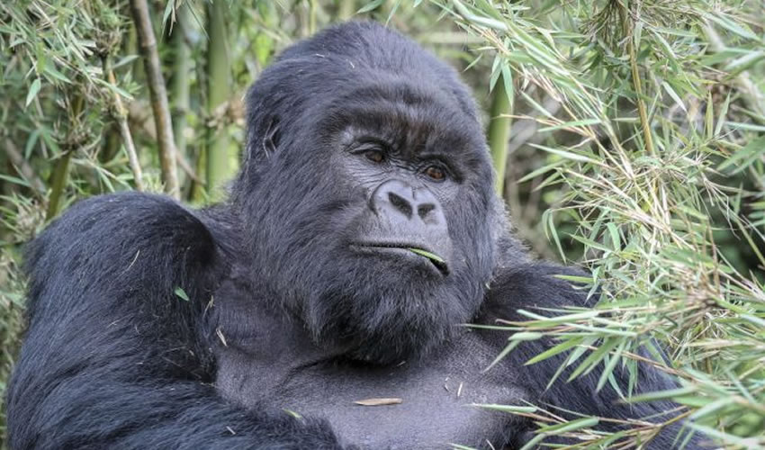 Gorilla trekking
