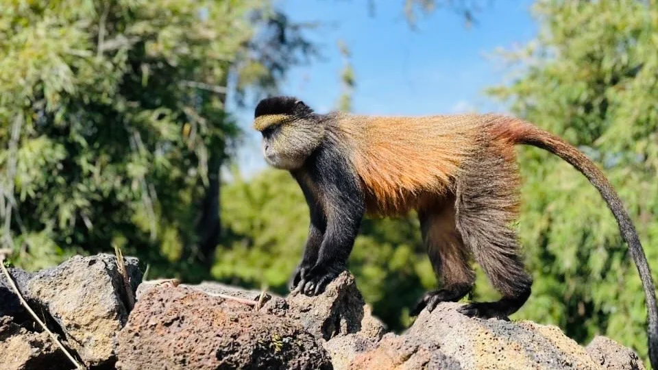 monkey tracking