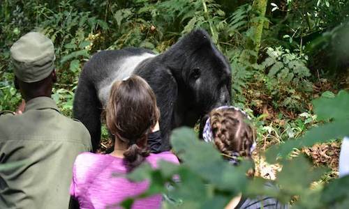 gorilla trekking