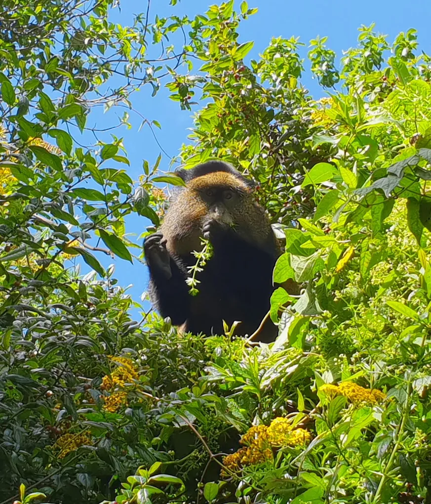 Golden monkey