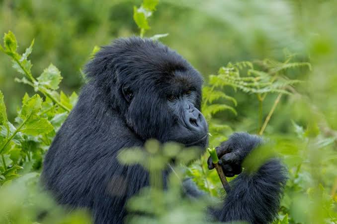 Gorilla and Chimpanzee Safaris