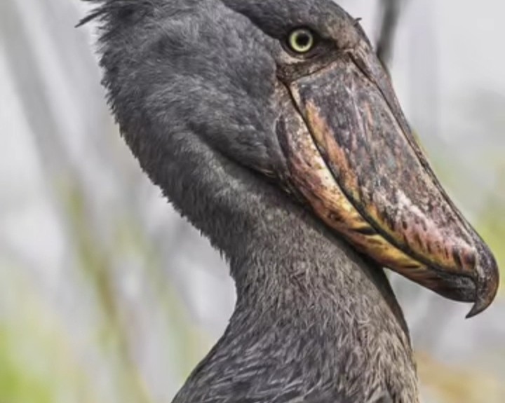 Shoebill
