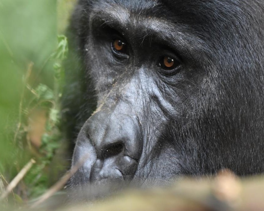 Bwindi Impenetrable