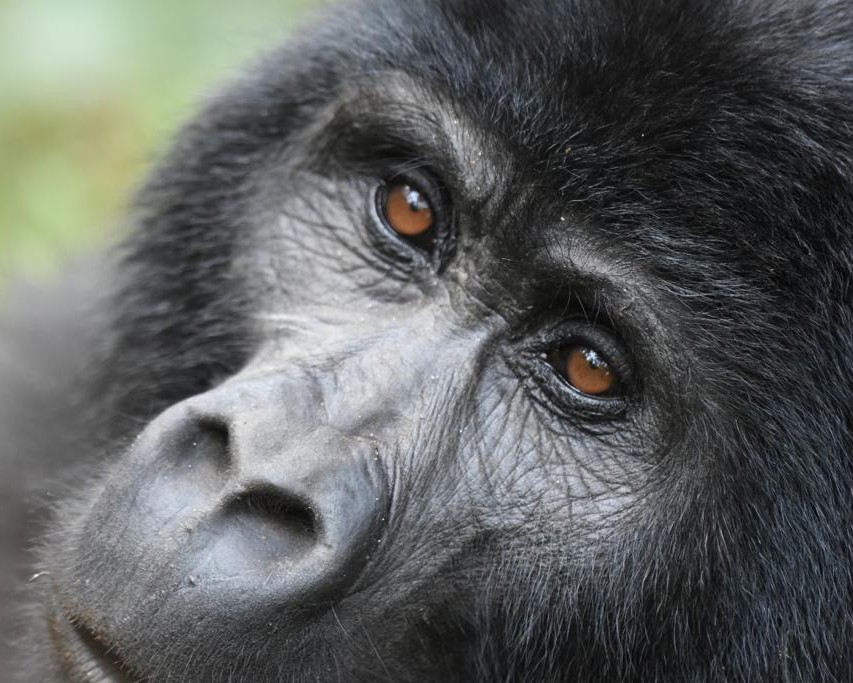 Gorilla Trekking
