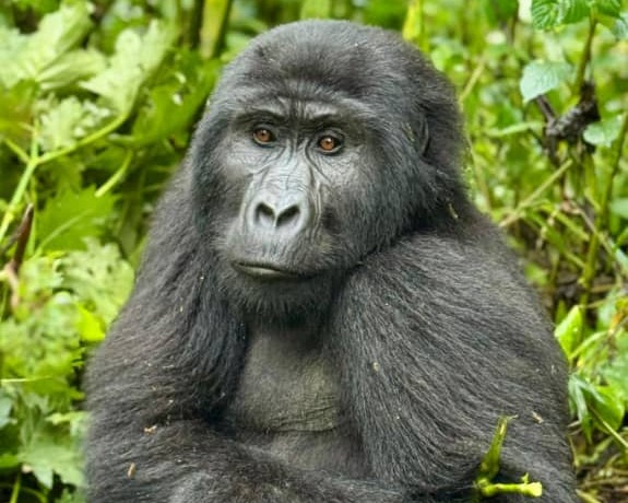 Gorilla Trekking