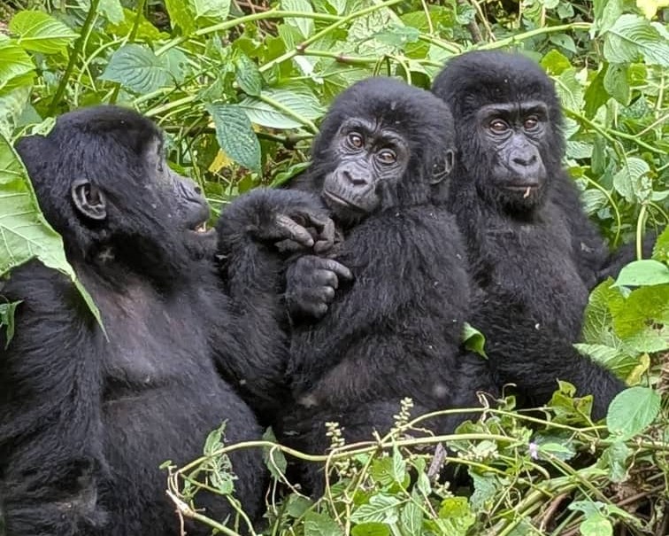Gorilla Trekking