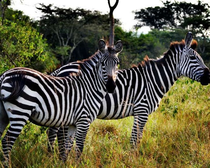 Zebras