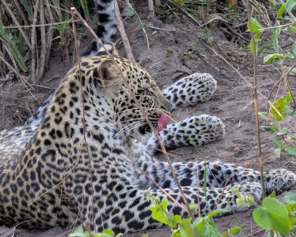 Leopard