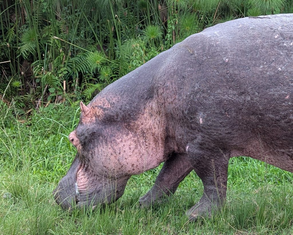 Hippo out of water