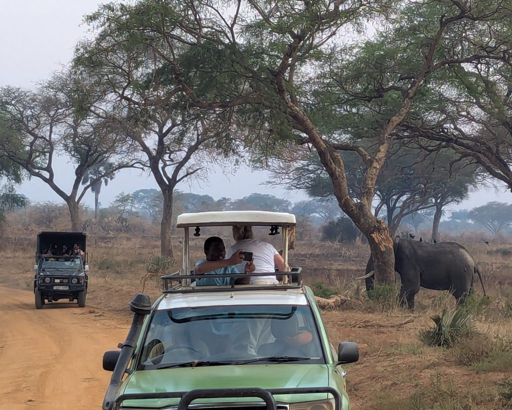 Watching Elephants