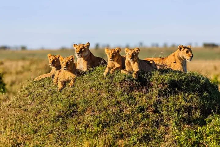 Queen elizabeth national park