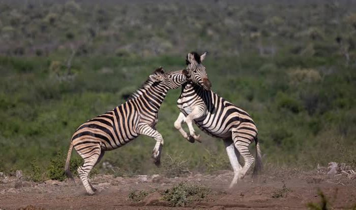 The Best African Safaris for First-Timers