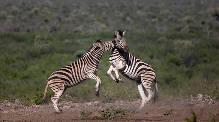 The Best African Safaris for First-Timers The Best African Safaris for First-Timers