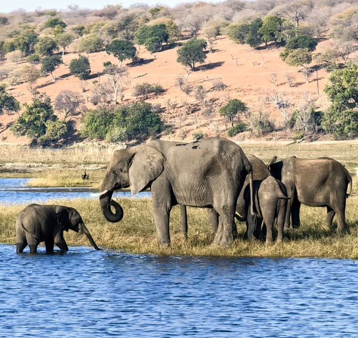 Elephants
