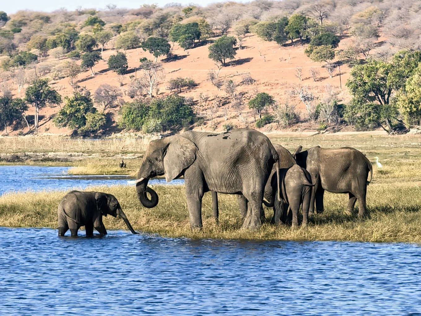 Elephants
