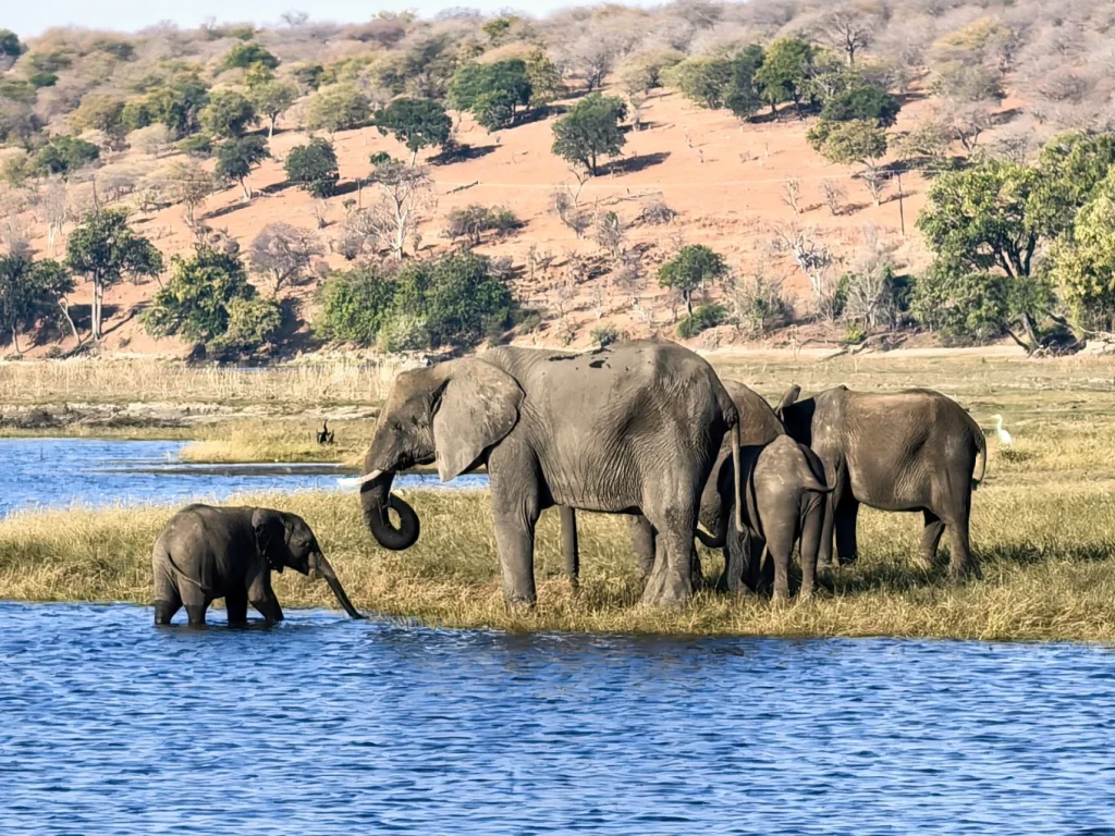 Elephants