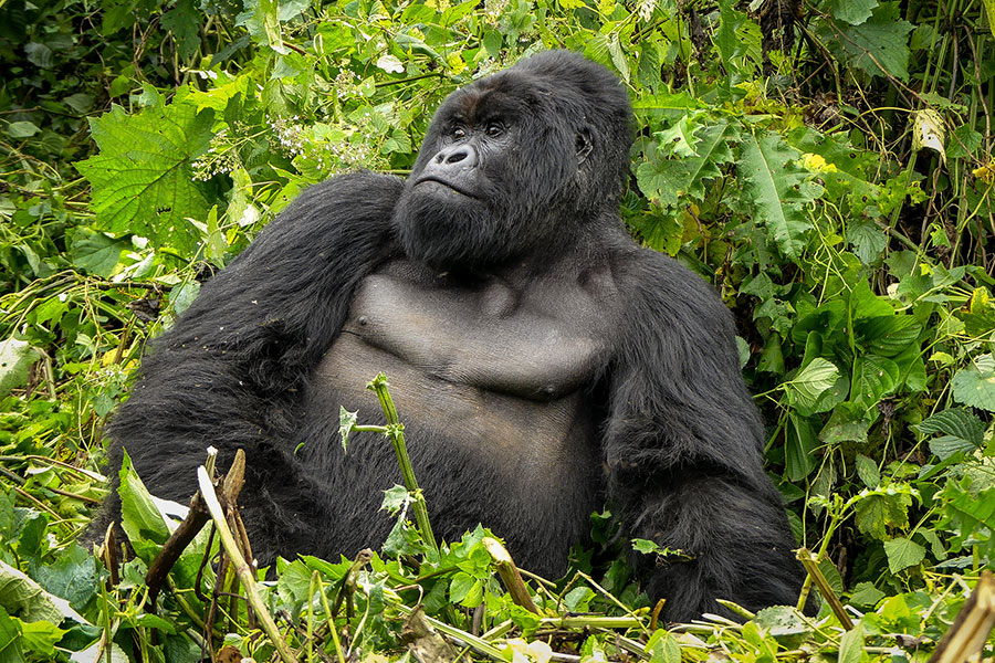 Gorilla trekking