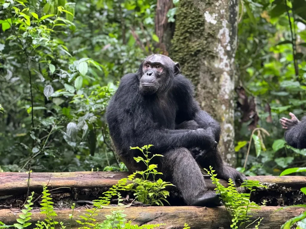 Chimpanzee trekking