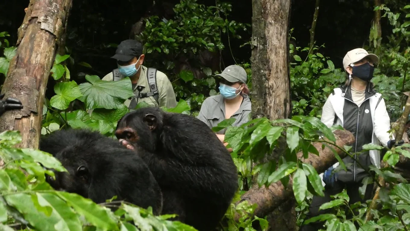Chimpanzee Tracking