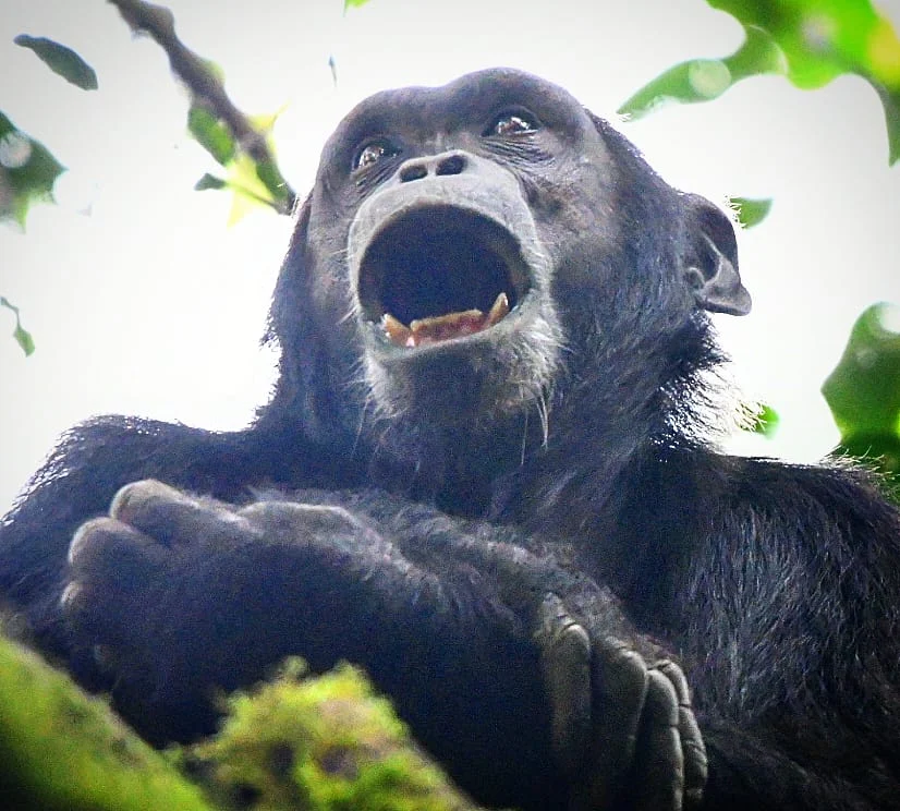 kibale national park