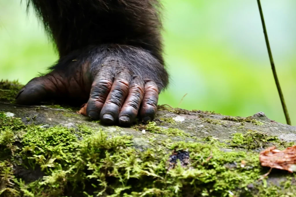 Kibale Forest National park