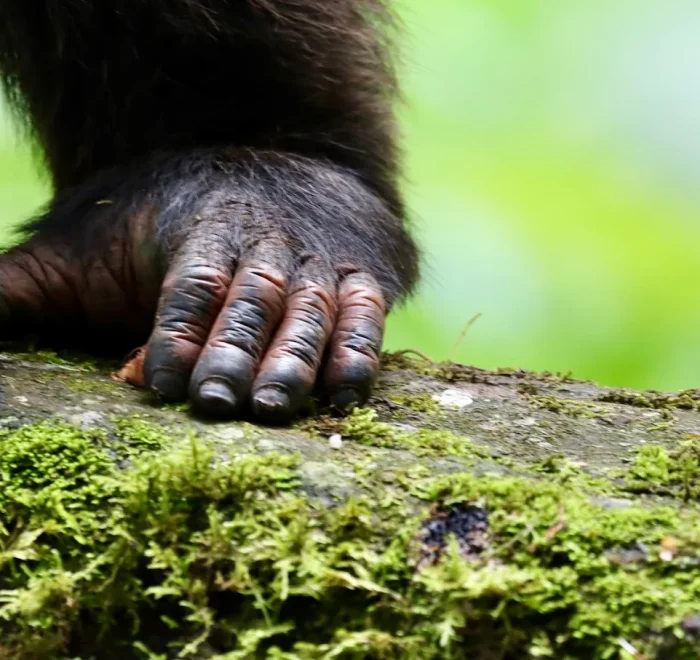 Kibale Forest National park